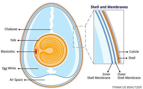 egg
