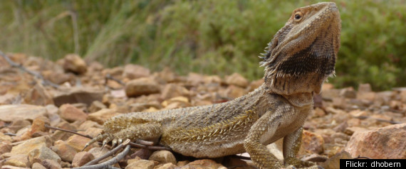 Bearded Dragon