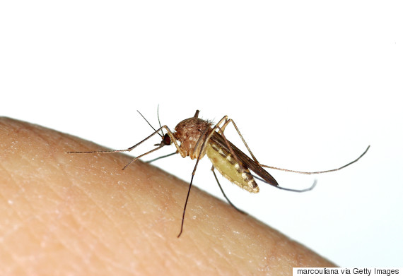 mosquito