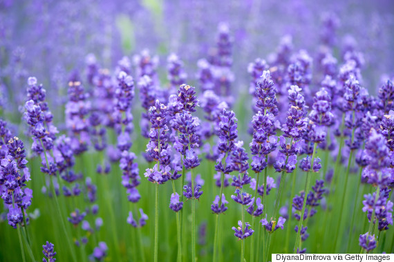 lavendar