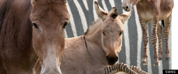 Zebra Mix