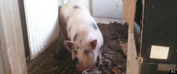 Pig