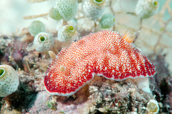 sea slug