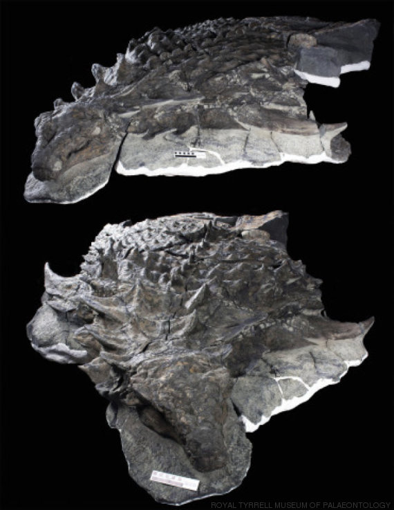 dinosaurus