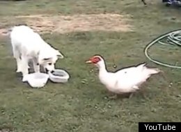 WATCH: Dog Hides Food From Duck 