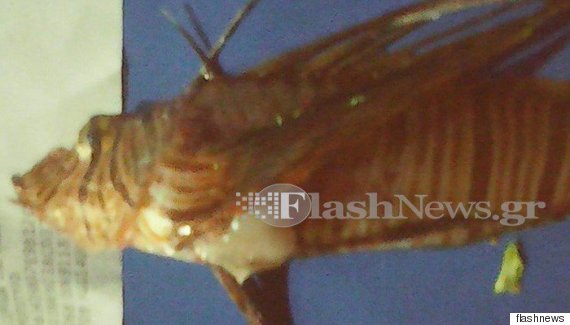 fish  Άκρως επικίνδυνο λεοντόψαρο εντοπίστηκε στα Σφακιά. Τι προκαλεί στον άνθρωπο το τσίμπημά του o FISH 570