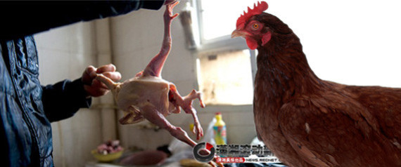 Chicken Top Article