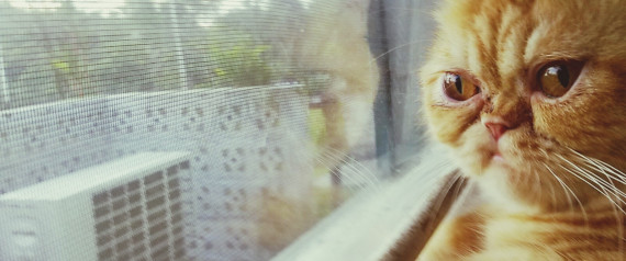 FUNNY CAT