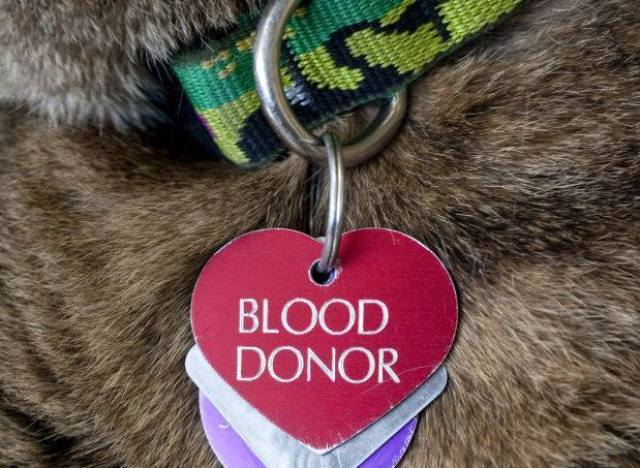 dog blood donor
