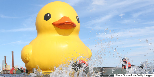 rubber duck