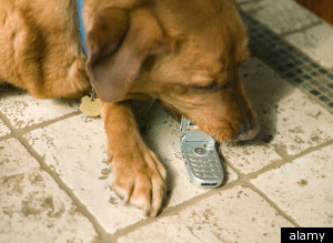 Dog Saves Own Life