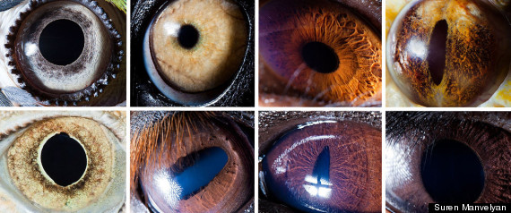 Animaleyespreview