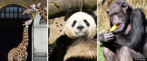 Animals