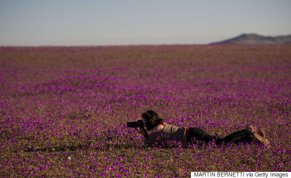 atacama desert