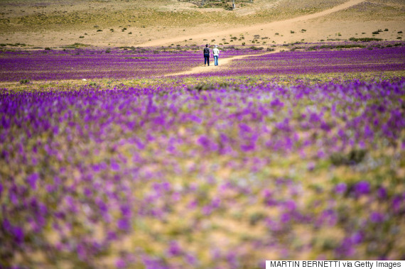 atacama desert