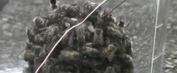 Bee Ball