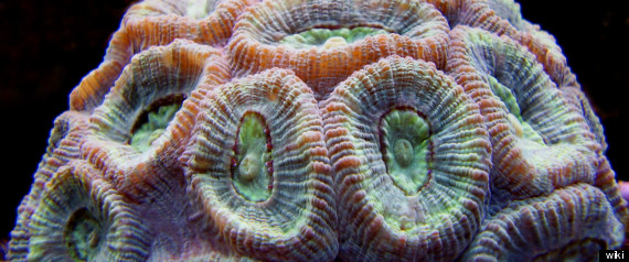 Coral