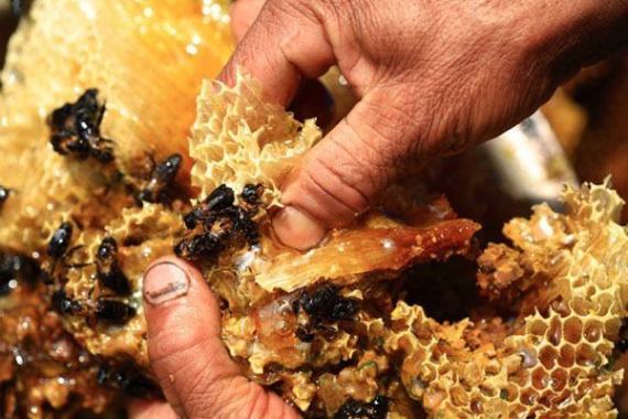 العسل - عملية جمعه هي الأخطر في العالم.. ماذا تعرف عن العسل المهلوس أحد أكثر الأنواع غلاءً؟ O-S-570
