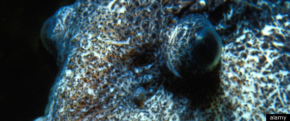 Wolf Eel