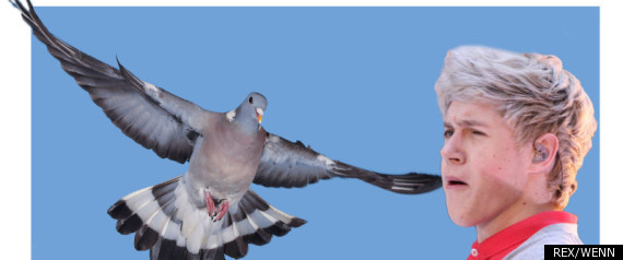 Pigeon 1 Idrection