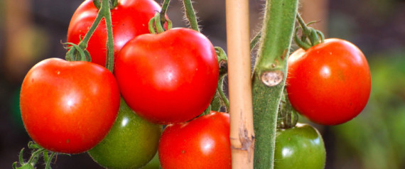 Tomatoes