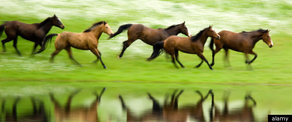 Horses
