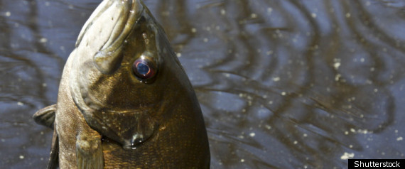 Poisson Avril Videos