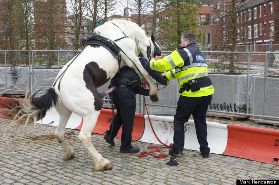 Fuck Da Police! O-FRISKY-HORSE-570