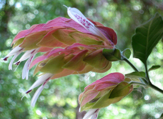 shrimp plant