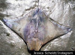 http://i.huffpost.com/gen/555748/thumbs/s-JESUS-ON-STINGRAY-large.jpg