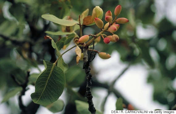 pistachio nut tree