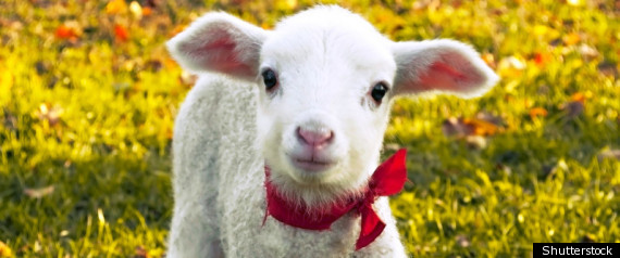 Lamb