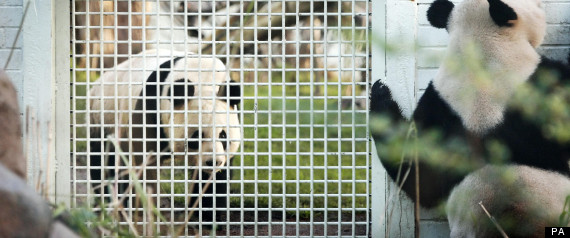 Pandas