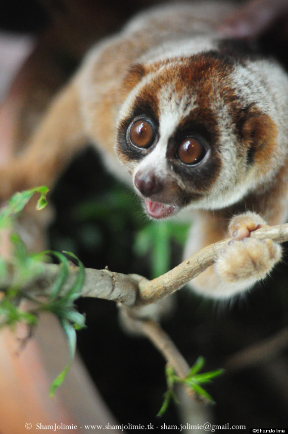 Help to Save the World's Only Poisonous Primate