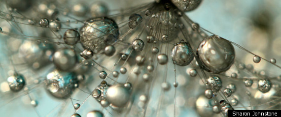 Dandelion In Silver And Blue