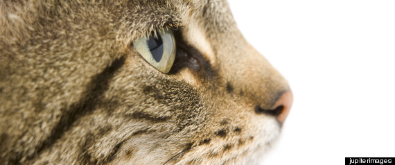 German Cat Reunited Poldi
