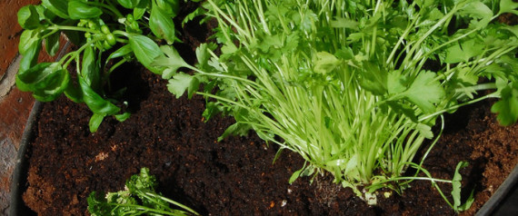 Herbs