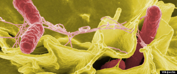 Salmonella