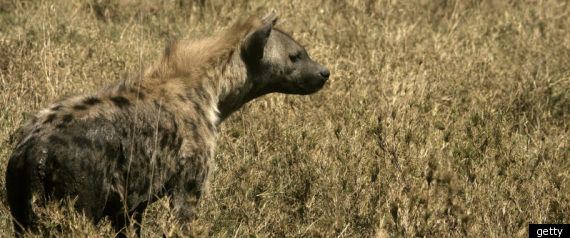 Hyena