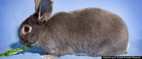 Adoptable Rabbits Metro Detroit