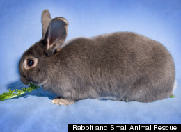 Adopt A Rabbit For Spring, Care For It Forever (PHOTOS)