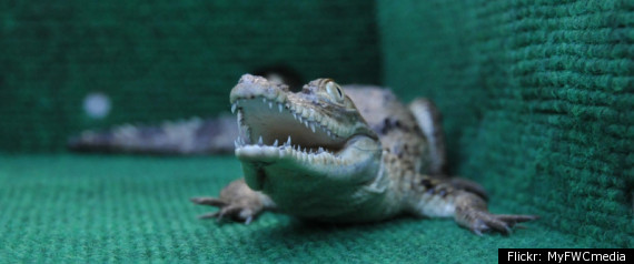 Gator