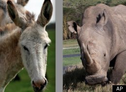 These Two Animals Are Cousins?? Yep!