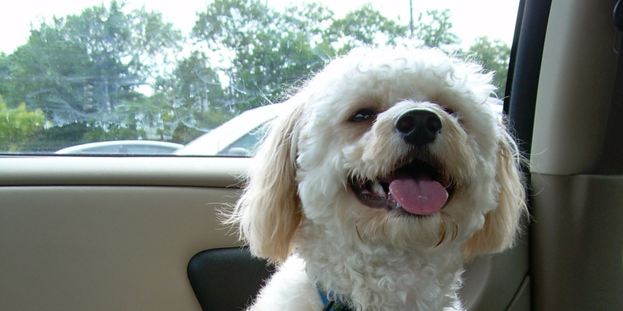 Driving With A Dog On Your Lap As Dangerous As Texting? HuffPost