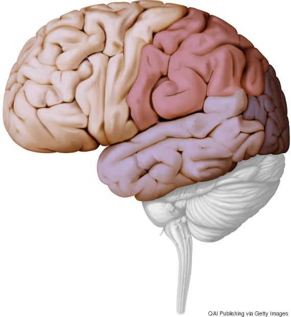 brain cells