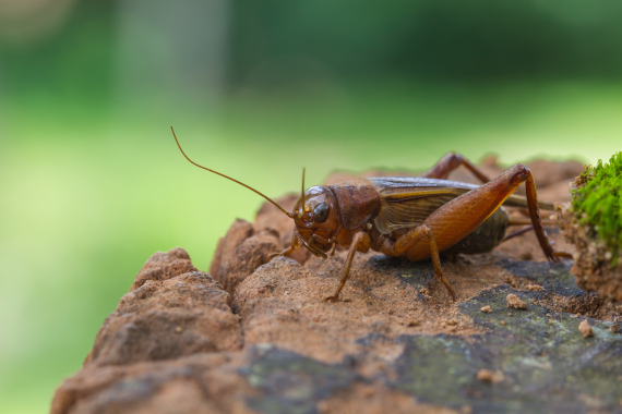 house cricket