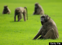 baboon