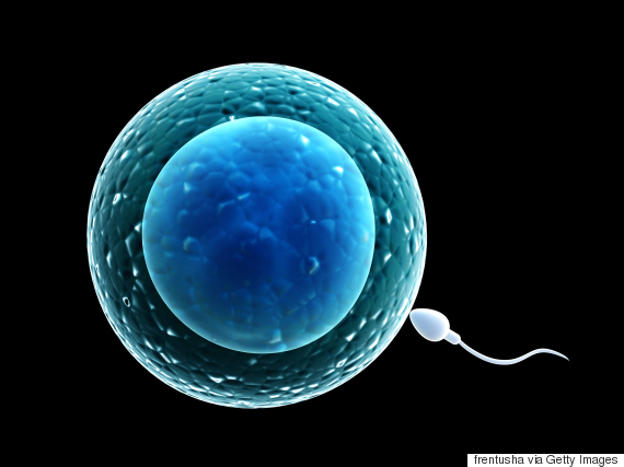 sperms