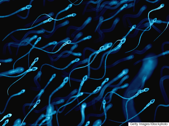 sperms