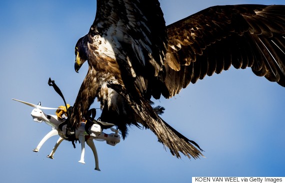 eagle catching a drone during a police exercise